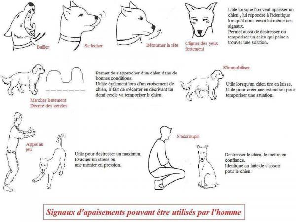 signaux-d-apaisement-chien.jpg