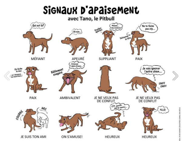 signaux-d-apaisement.png