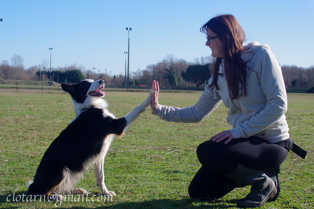 Vdmp chiens luna aussie westy 2460